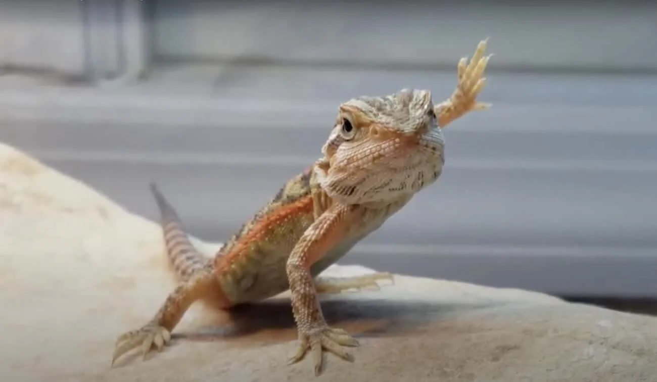 Bearded dragon raising one arm in the arm-waving gesture while perched on a rock