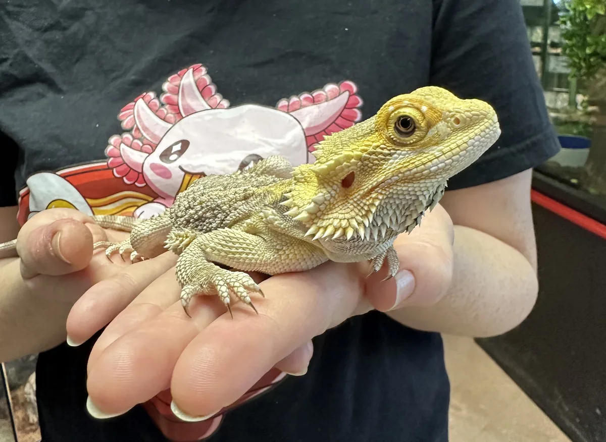 Bearded dragon resting in a keeper's hand — know when brumation is not safe