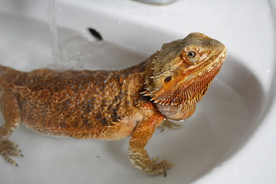 Bearded dragon soaking in a shallow warm bath in a white sink