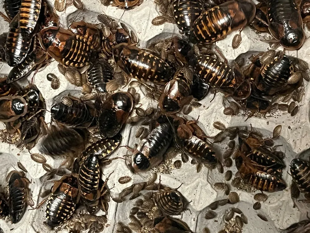 Dubia roach colony on egg crates — feeder insects for bearded dragons