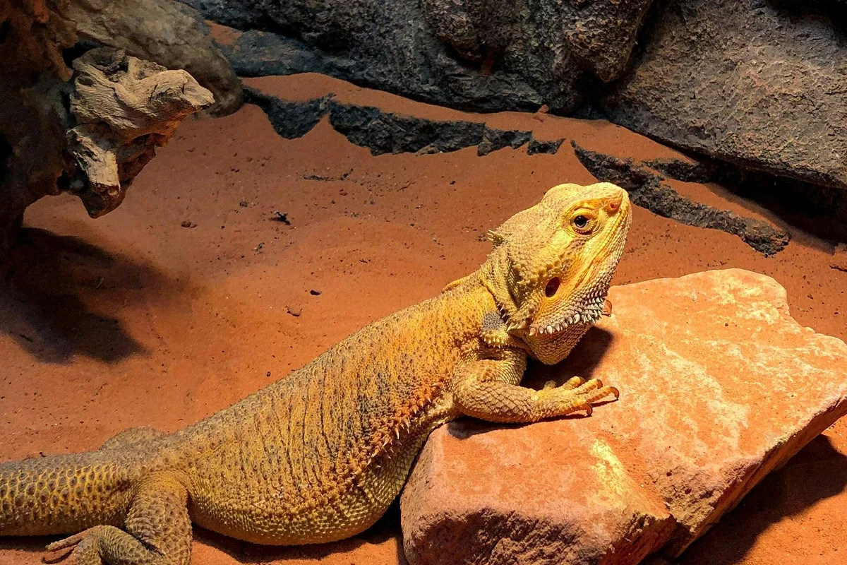 Bearded dragon resting on red sand substrate — loose substrate is a key impaction risk factor