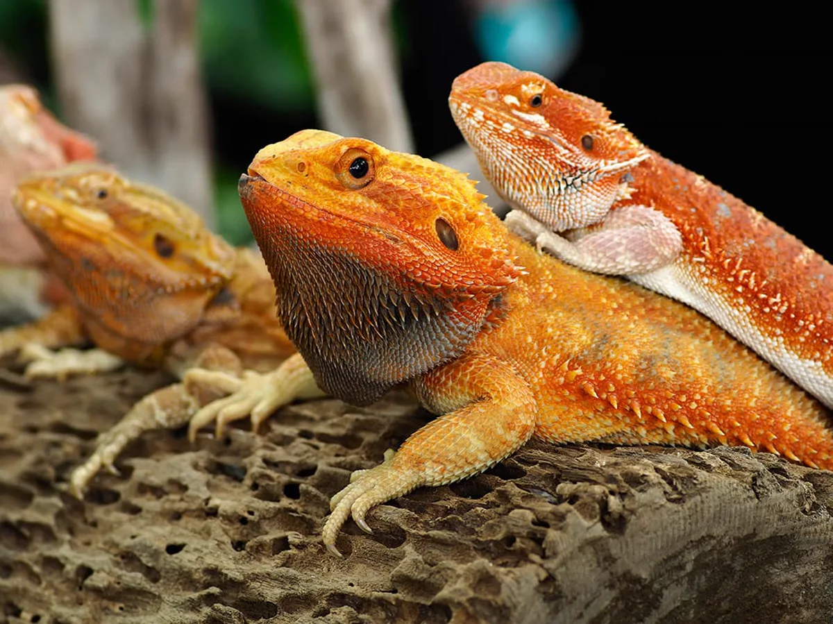 Red and orange bearded dragon morphs showing vivid coloration