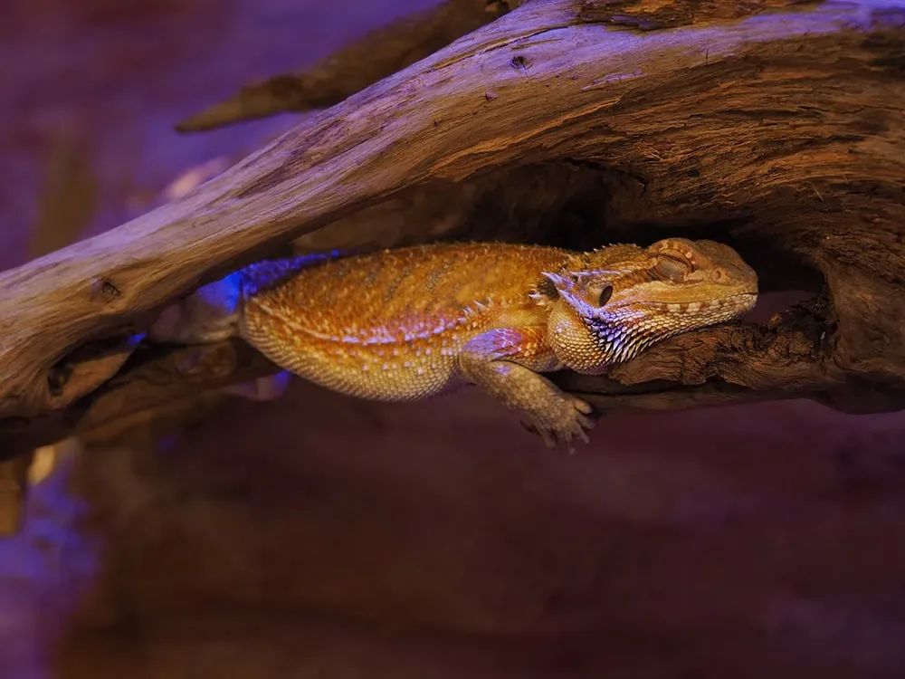 Bearded dragon sleeping on a wooden branch in a dark terrarium