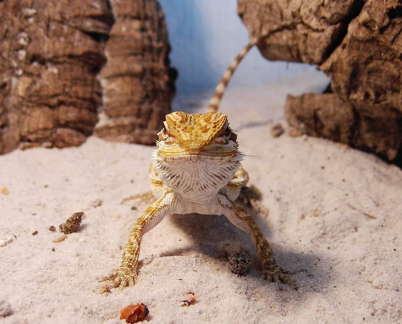 Bearded dragon face close-up on sand — parasite signs often show subtly