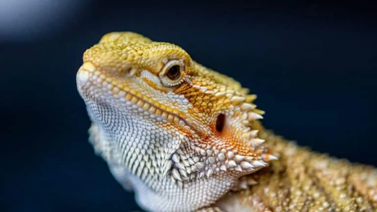Close-up of a bearded dragon's head with pale pre-shed skin