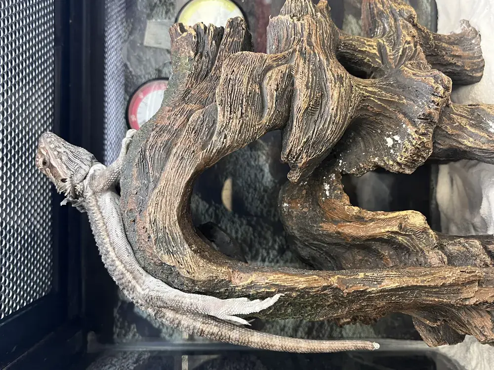 Bearded dragon perched on a branch inside a terrarium with a thermometer on the wall