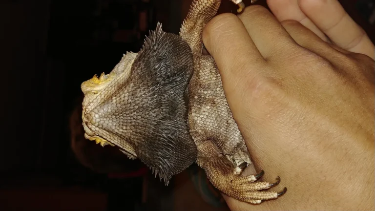 Bearded dragon with a darkened black beard being held in a hand