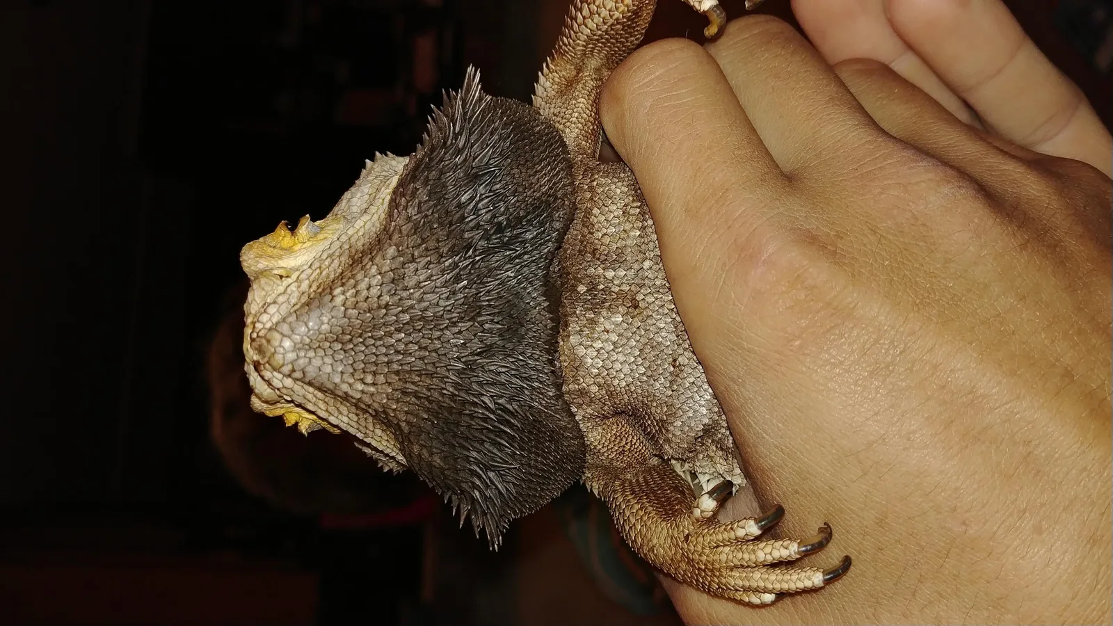 Bearded dragon with a darkened black beard being held in a hand