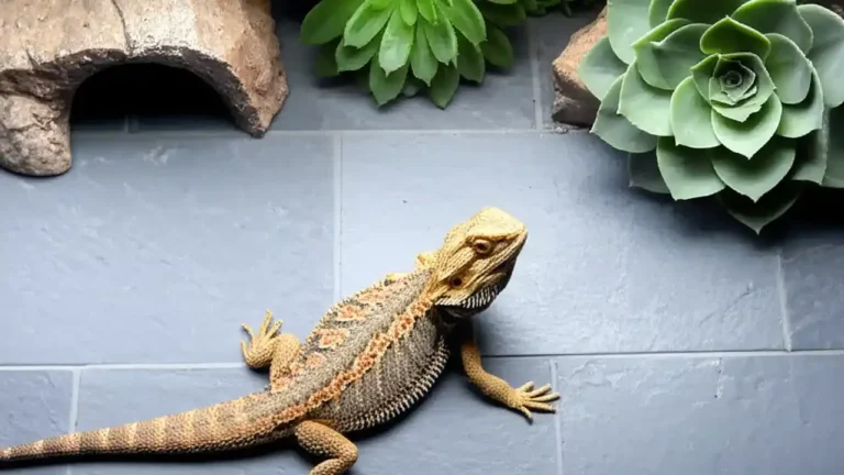 Bearded dragon standing on slate tile flooring inside its terrarium