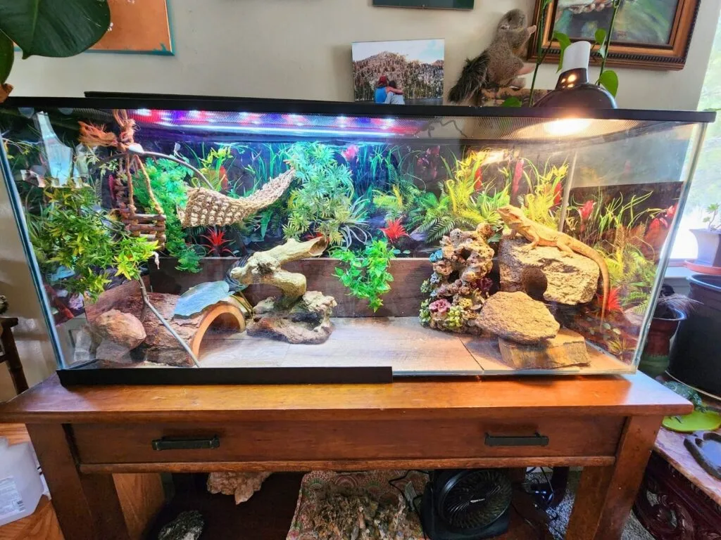 Decorated bearded dragon tank with plants, branches, hammock and basking areas