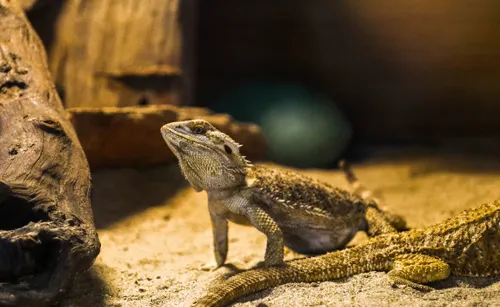 Bearded dragon basking under a heat lamp on a rock inside a 4x2x2-foot terrarium with a linear UVB tube overhead