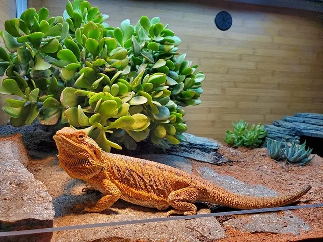 Bearded dragon in a spacious naturalistic terrarium with plants