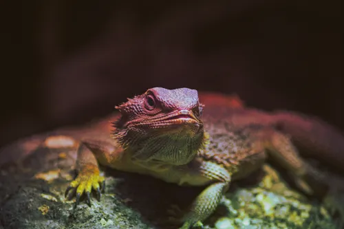 Bearded dragon sleeping inside a hide during brumation