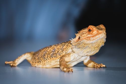 Orange bearded dragon morph