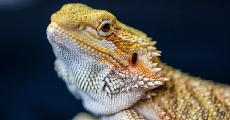Close-up of a healthy bearded dragon face with bright, clear eyes