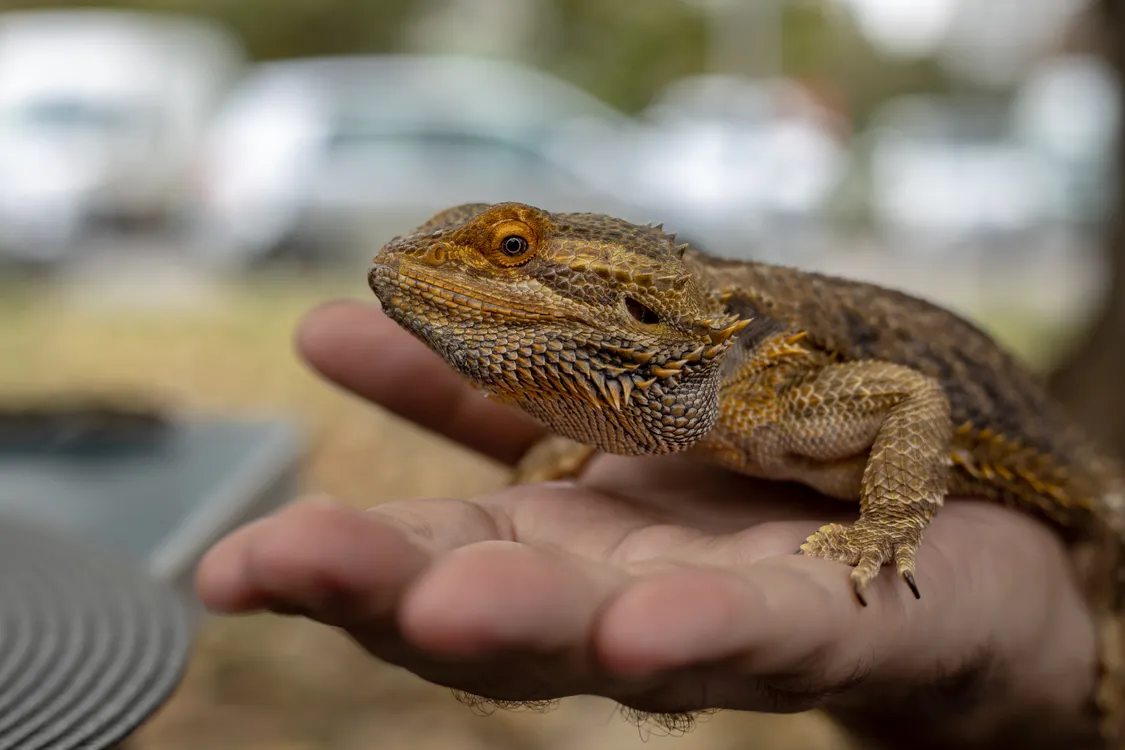 Bearded dragon resting calmly on its owner's hand