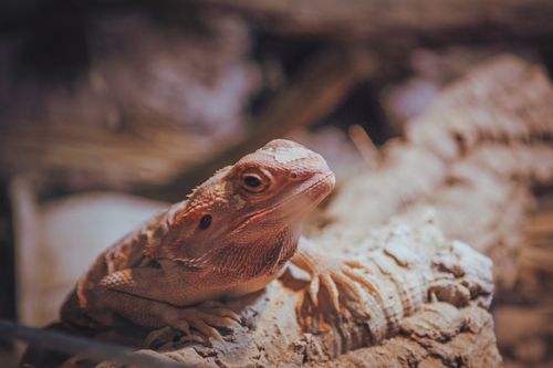 Bearded dragon basking under a heat lamp