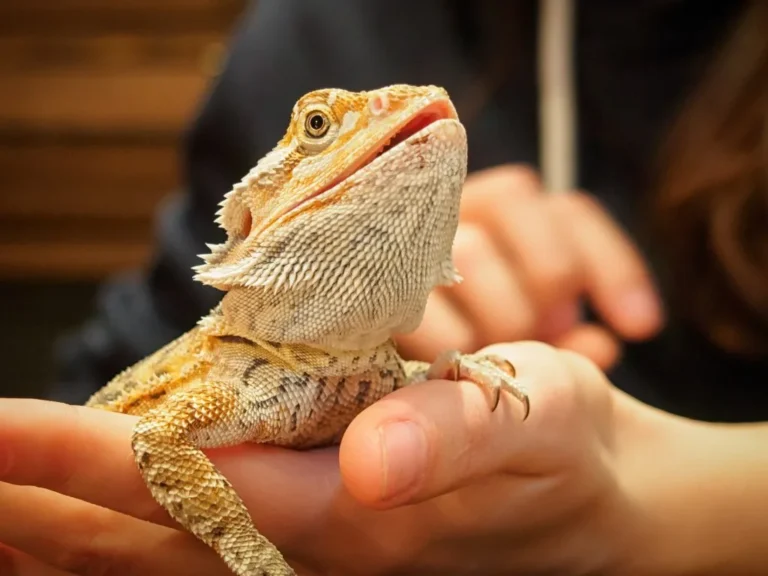 Bearded dragon held gently in hands — pre-brumation health checks start with handling