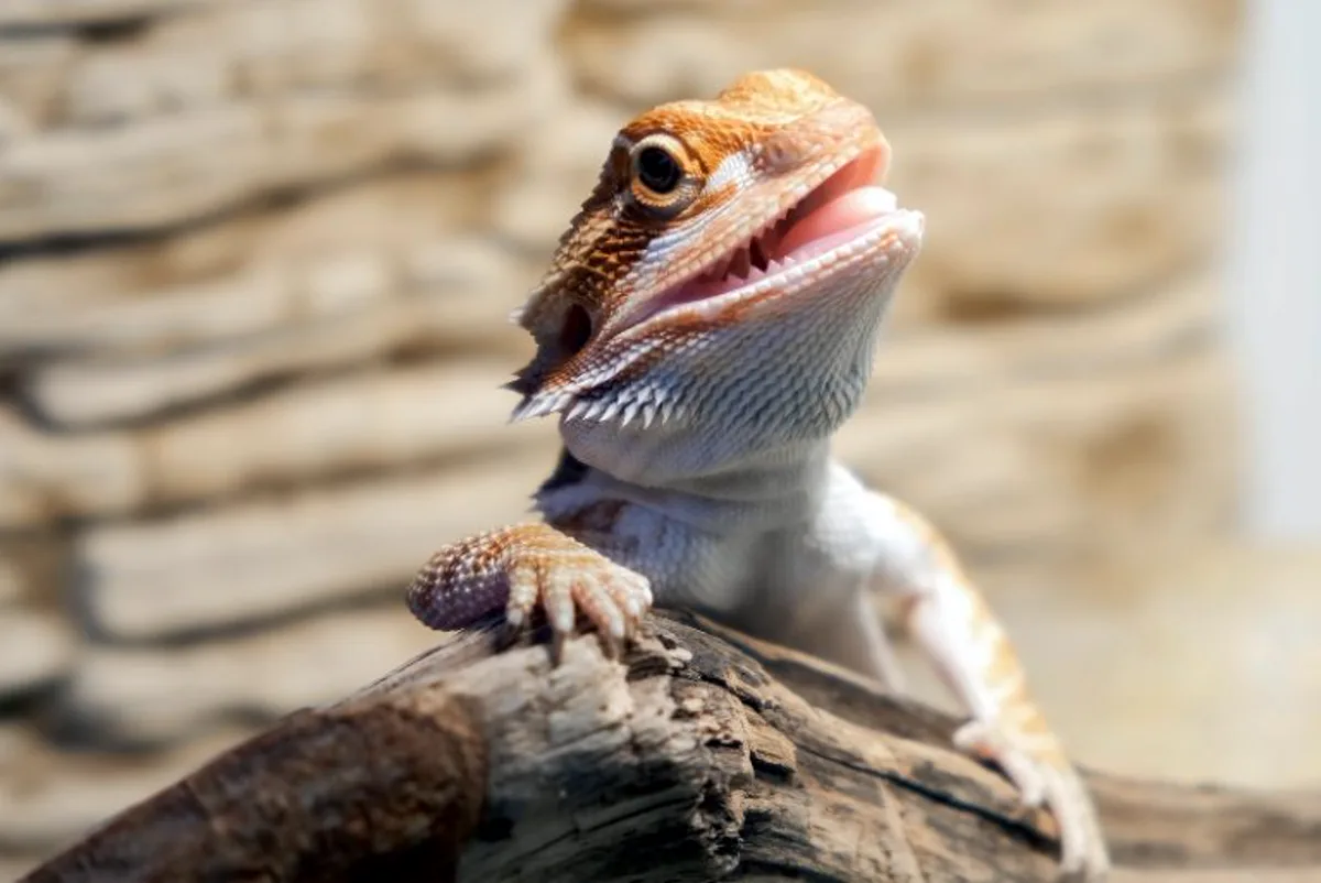 Baby bearded dragon perched on a branch, alert and healthy