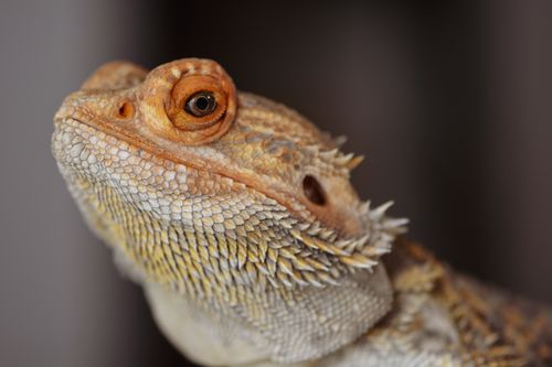 Bearded dragon ignoring a bowl of greens and insects inside its terrarium